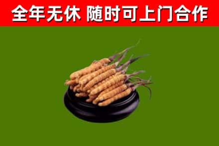 思南回收冬虫夏草