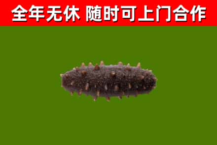 思南回收海参干